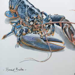 JM Misslen - Homard Breton -  détails
