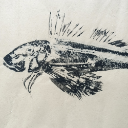 Ilona Stephani - Grondin Hirondelle - détails