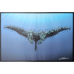 Yoann Goas - Raie Manta