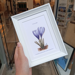Le Petit Atelier d'Esti - Crocus