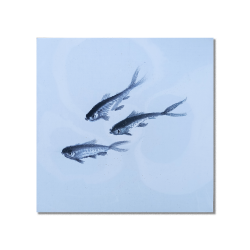 CL Sumie - Trois Petits Poissons