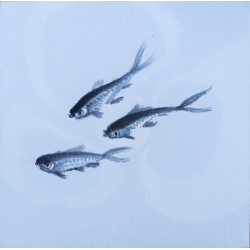 CL Sumie - Trois Petits Poissons