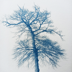 Benoit Dufour - Racines - détails