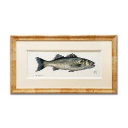 Aquarelle - Bar de ligne