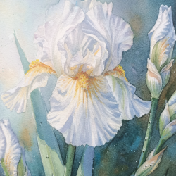 JM Misslen - Iris - détails