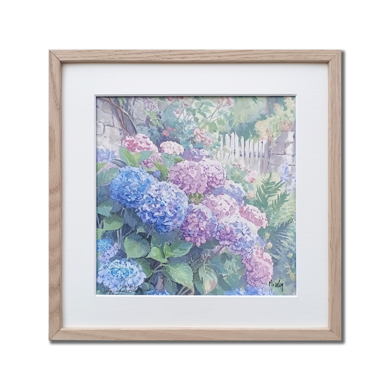 JM Misslen - Hortensias, Campagne Bretonne