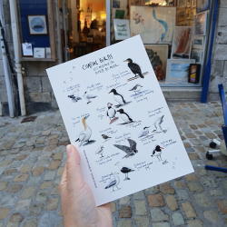 Esti - Oiseaux du Bord de Mer