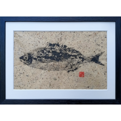 Gyotaku - Bogue - zoom